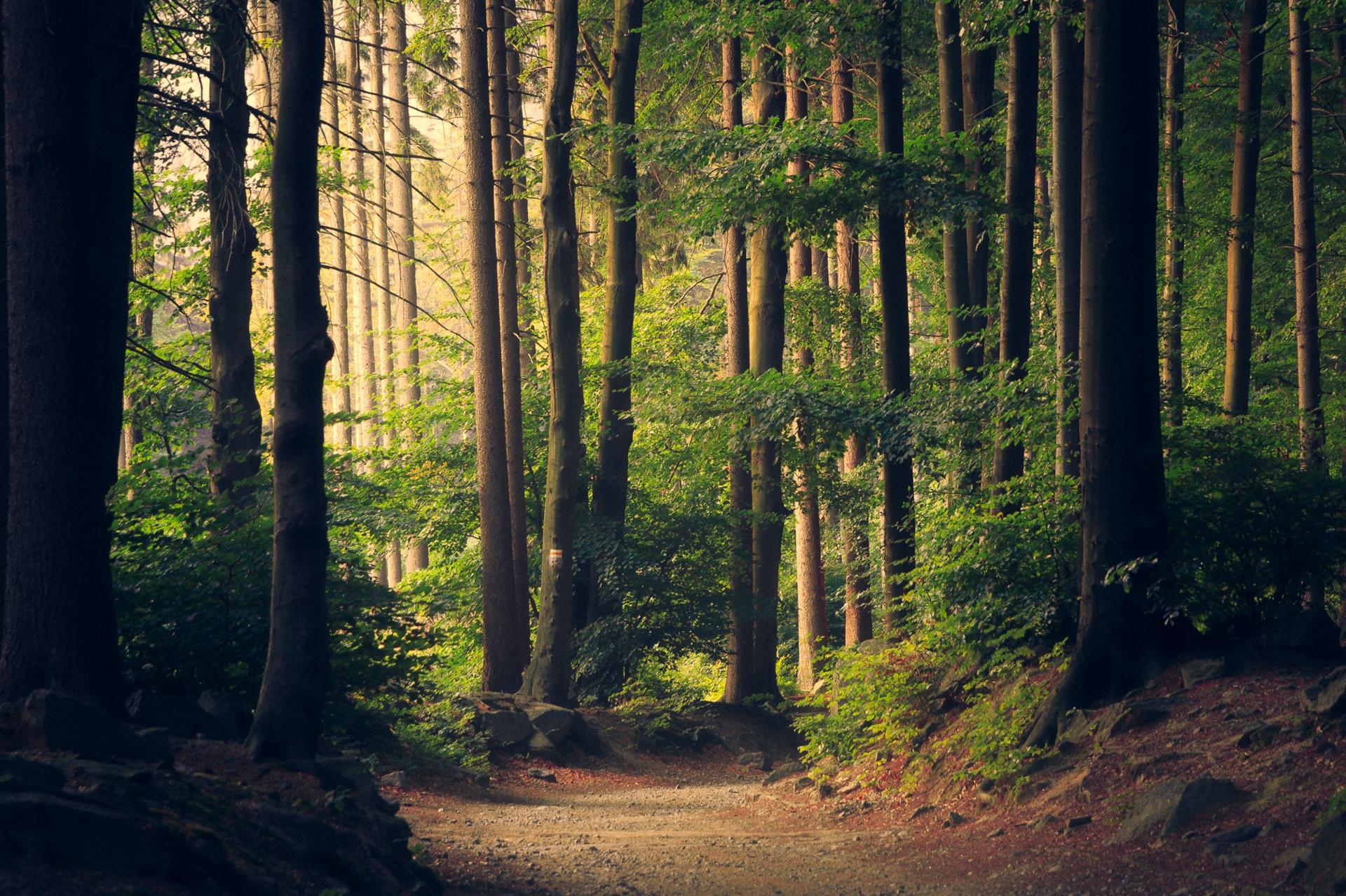 Dense green canopy and layered garden foliage