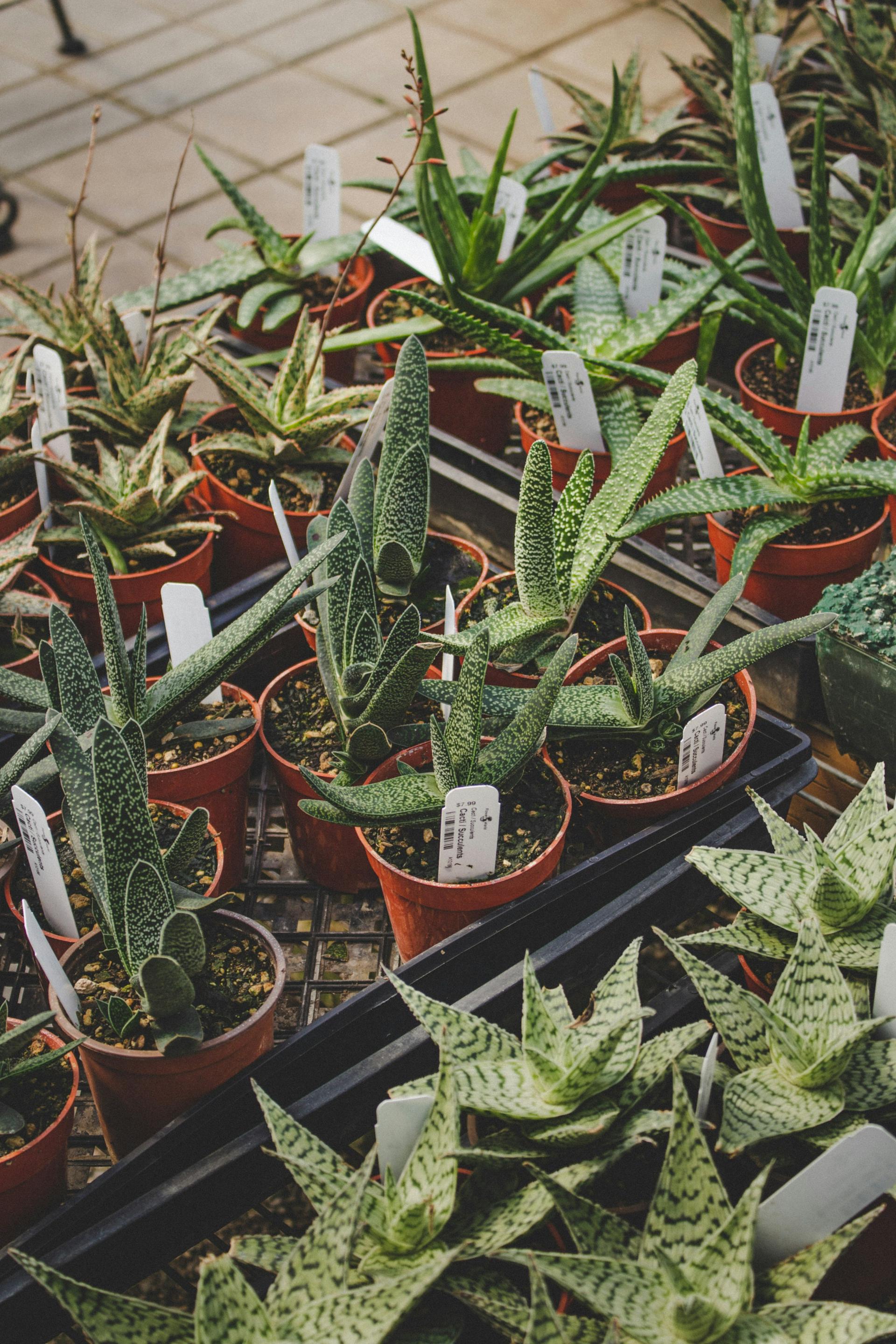 Young plants gathered on a nursery bench