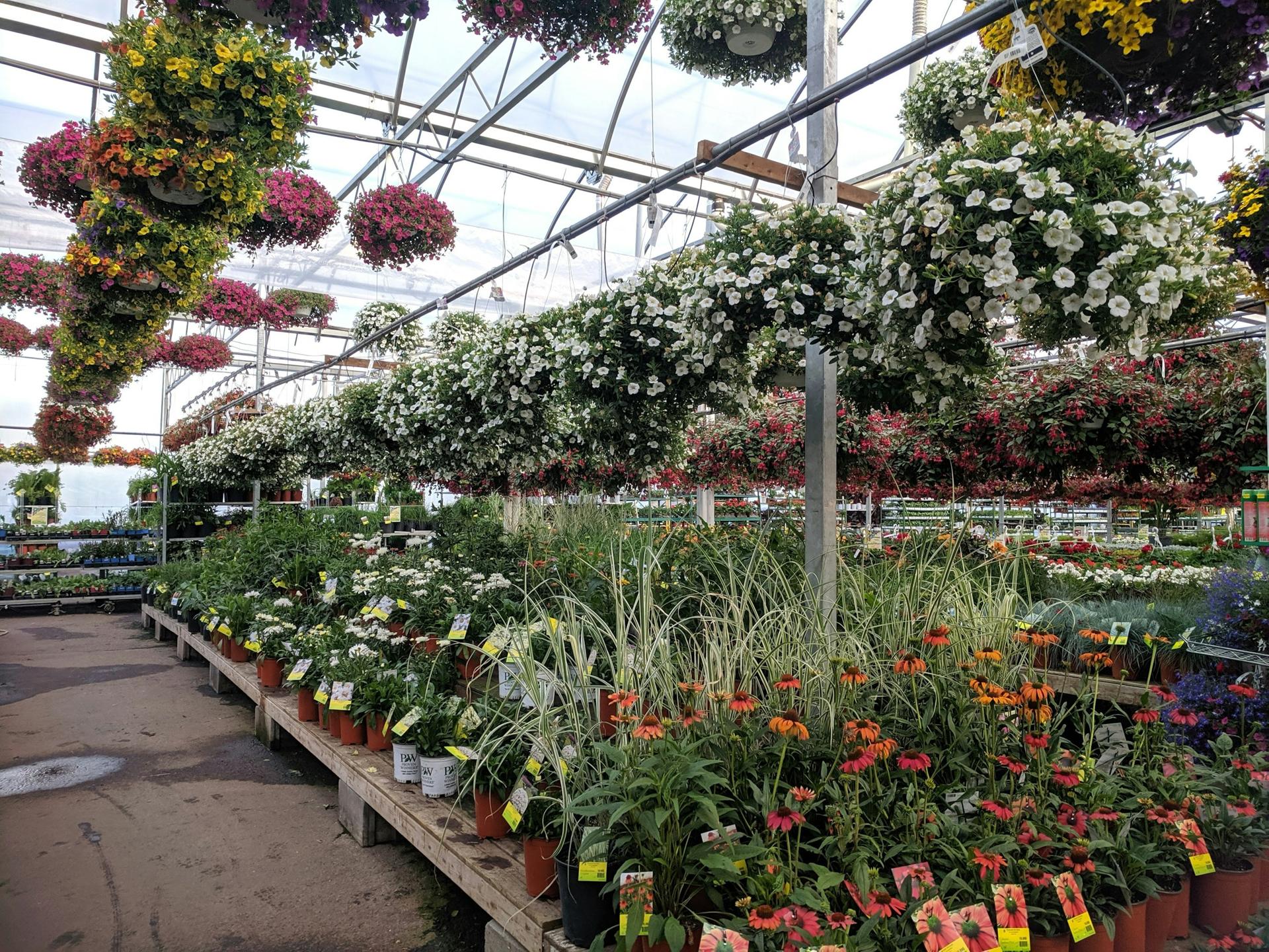 A working nursery of flowering plants