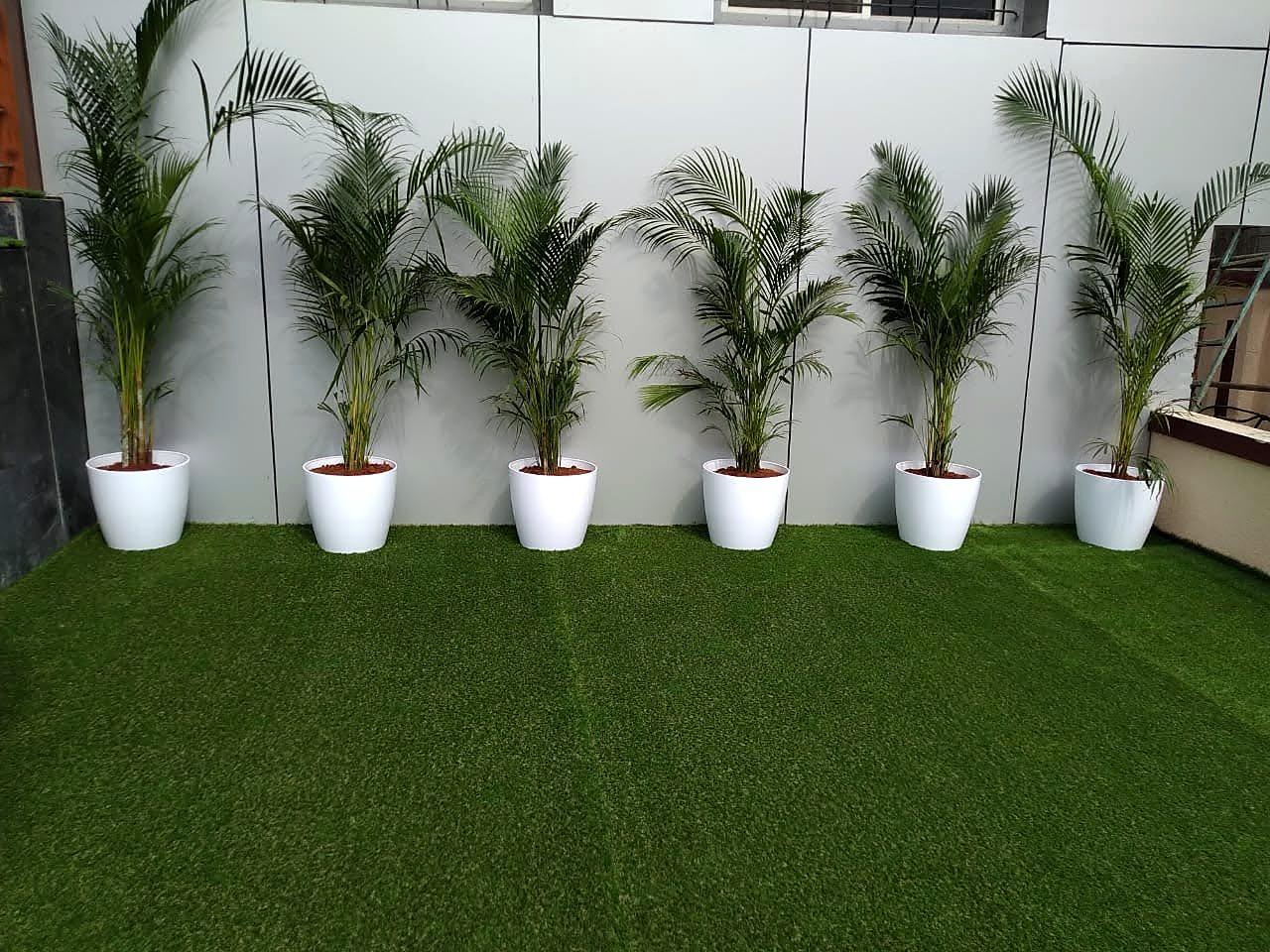 A row of areca palms in white pots against the forecourt wall