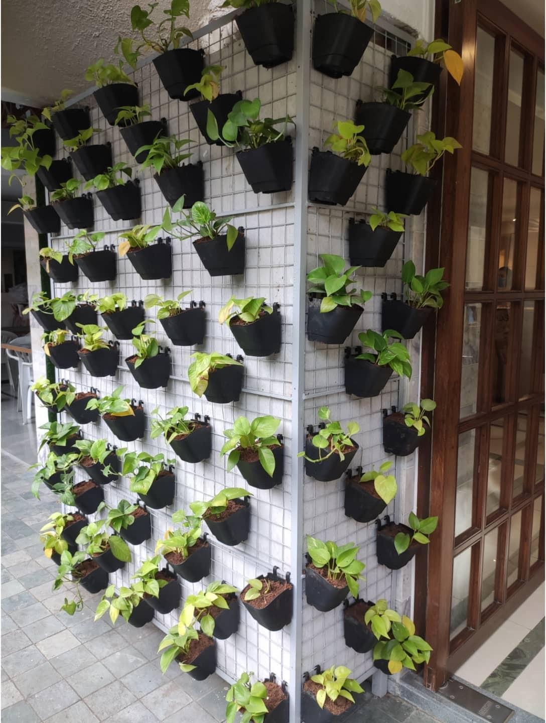 A second wall of money plant turning the corner beside the entrance